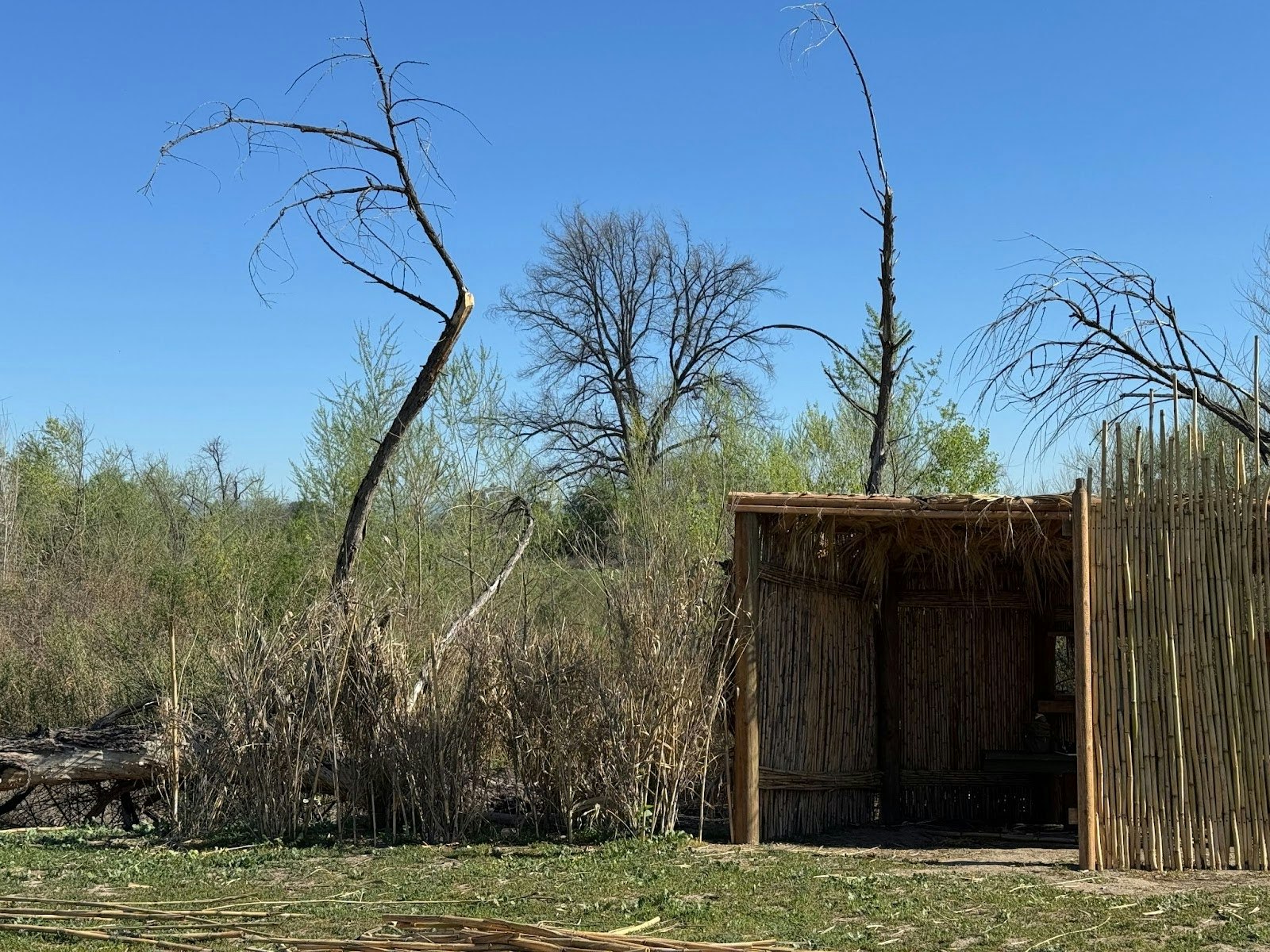 A small rustic hut made of bamboo, surrounded by dry trees and shrubs, under a clear blue sky.