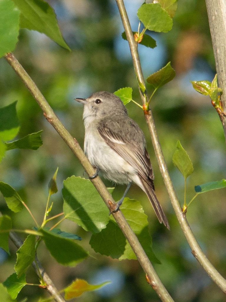 A small gray bird perched on a branch surrounded by green leaves.