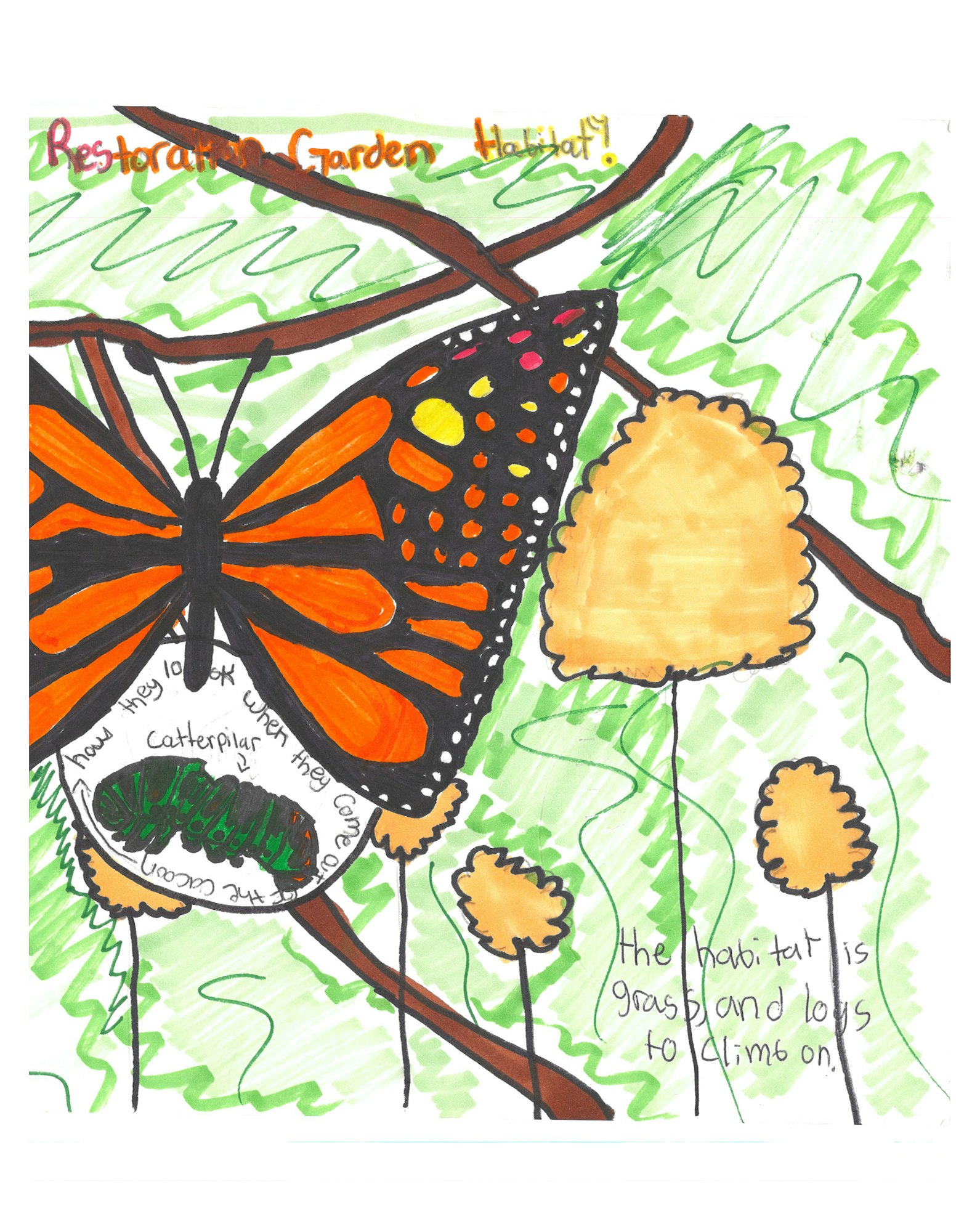 Butterfly on a branch amid hanging cocoons with text about the life cycle, in an illustrated, colorful setting.
