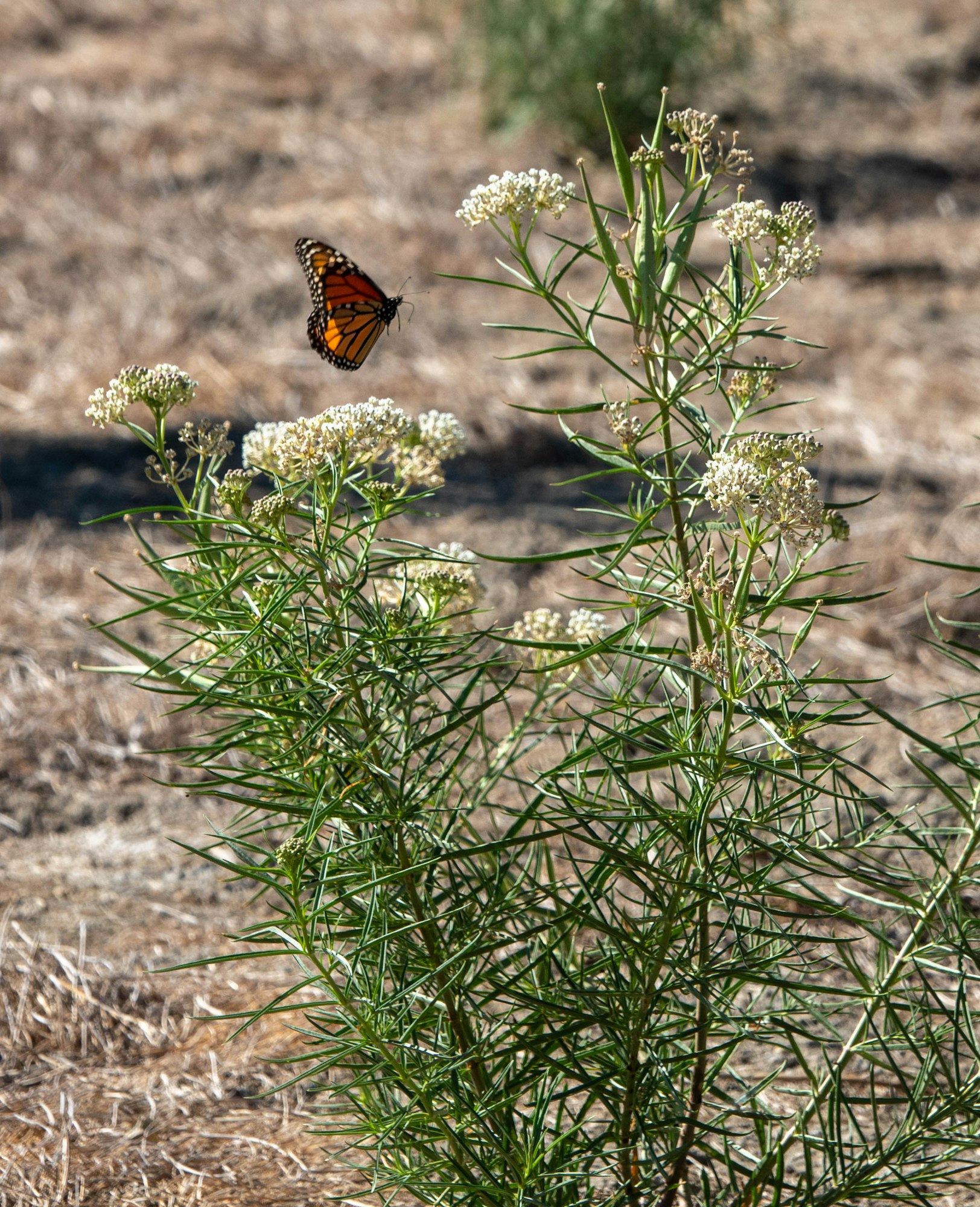 A butterfly flying near flowering plants in a dry, grassy area.