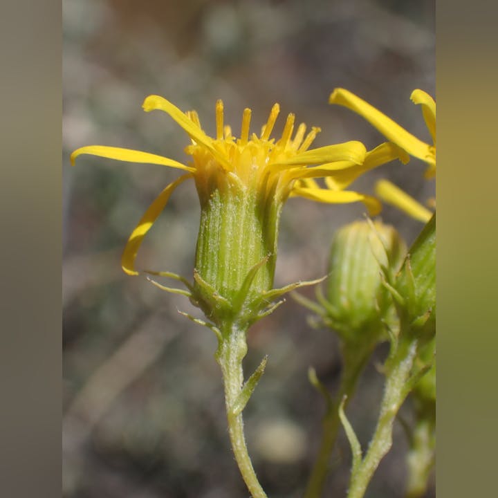Close-up of a yellow wildflower with narrow petals and a green stem.