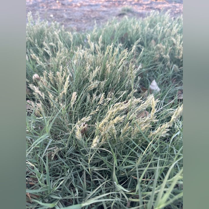 Green grass with seed spikes in focus, dirt path in the background.