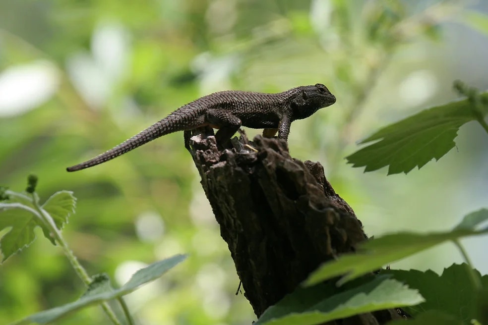 A small dark lizard perched on the tip of a weathered tree stump, surrounded by green foliage in a sunlit forest.