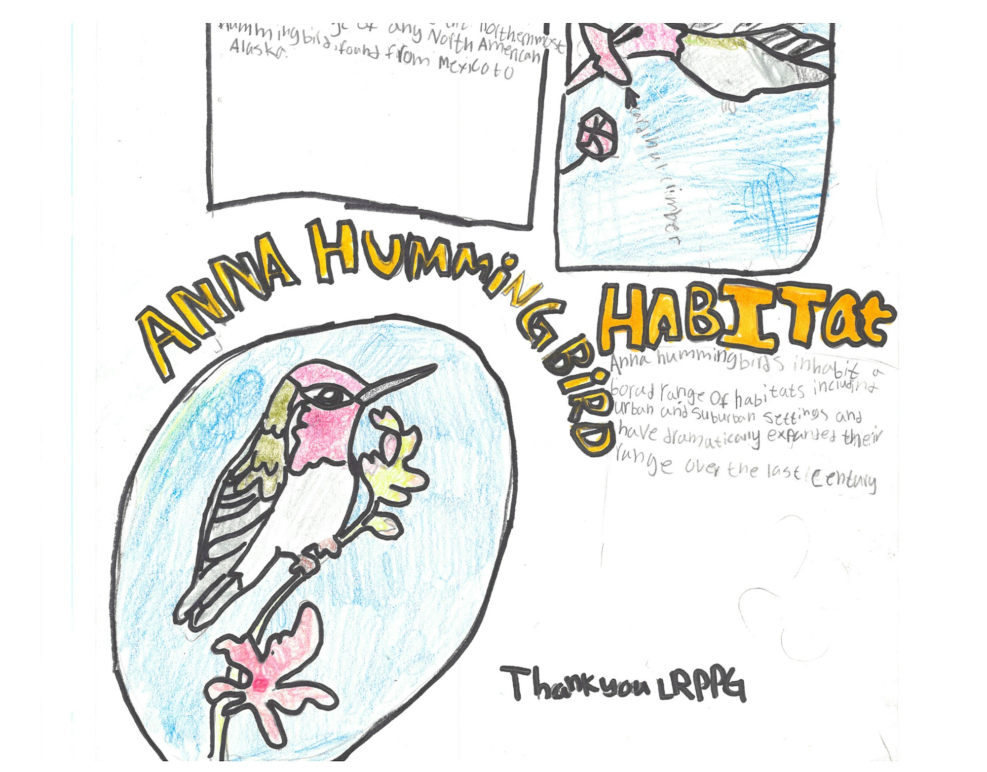 Colorful drawing of an Anna's Hummingbird with text about its habitat. Includes handwritten notes and illustrations.