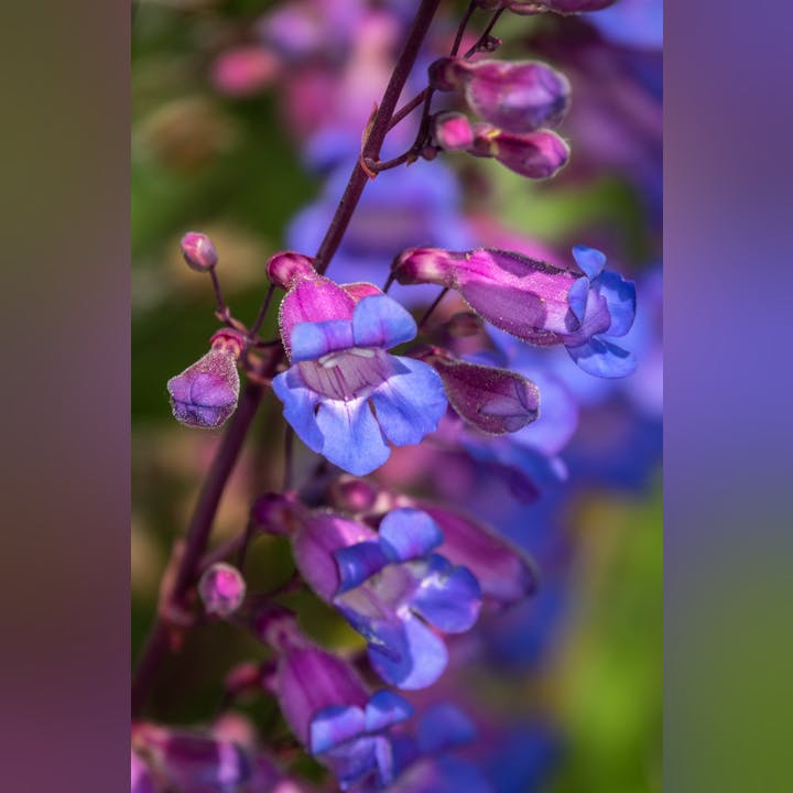 Close-up of purple and blue flowers with blurred green background.