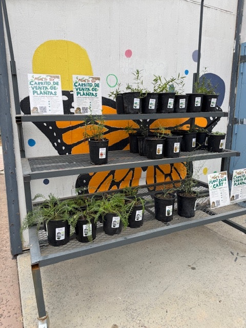 Shelves with potted plants for sale in front of a wall painted with a butterfly mural.