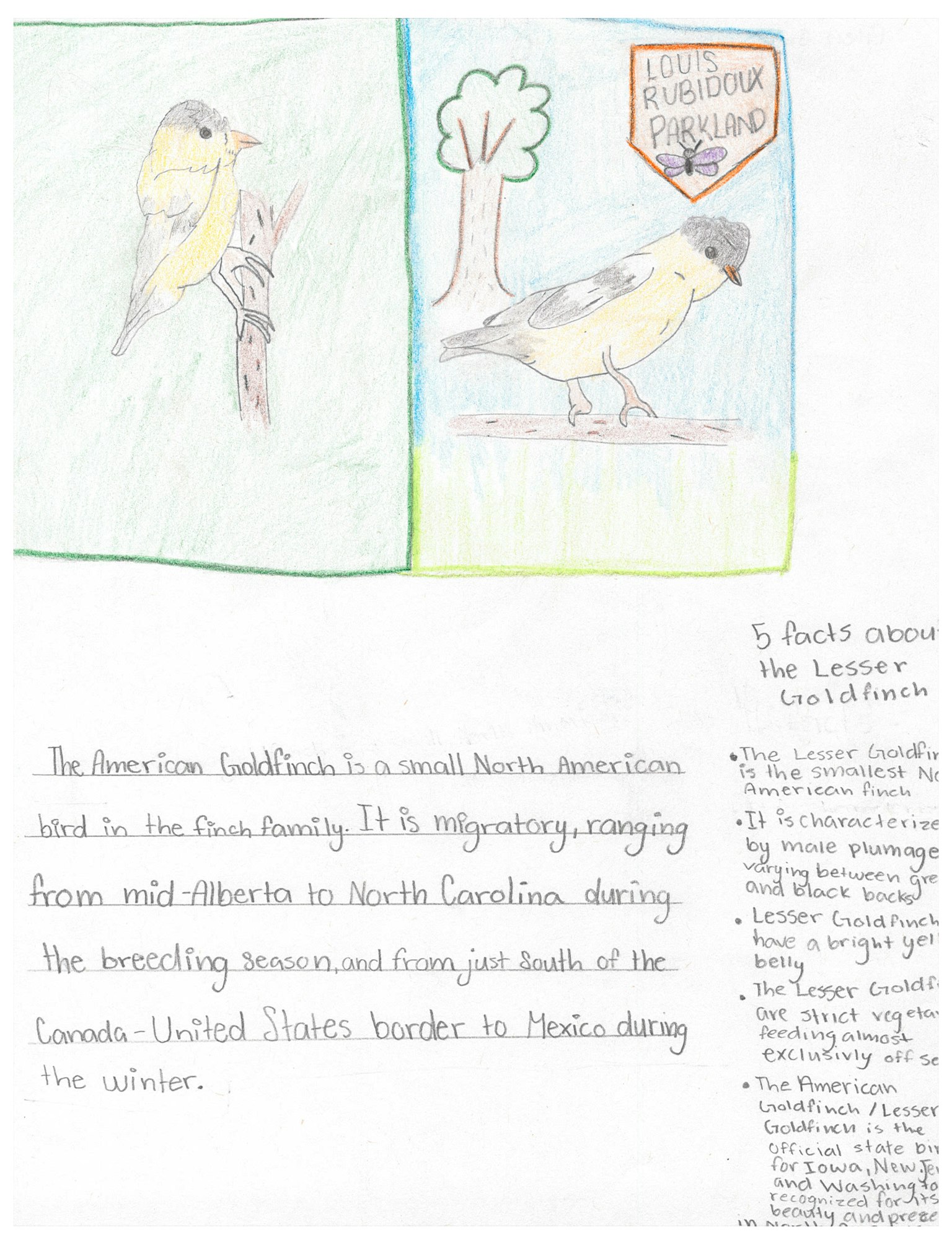 Drawing of birds, handwritten text about the American goldfinch, and facts about the lesser goldfinch, with upside-down elements.