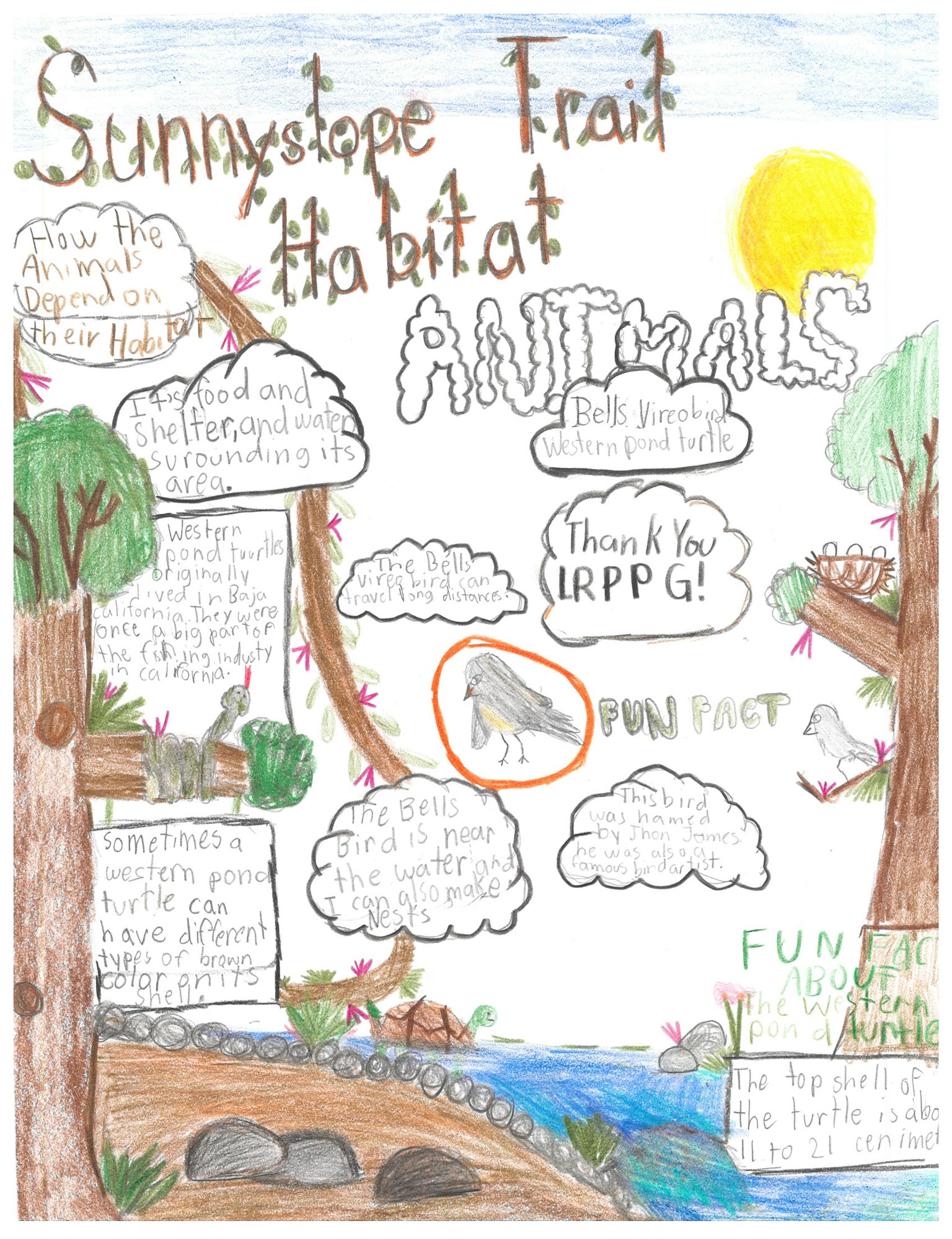 Child's habitat poster with drawings of trees, animals, and text about Sunnystope Trail, animals, and fun facts on turtles and birds.