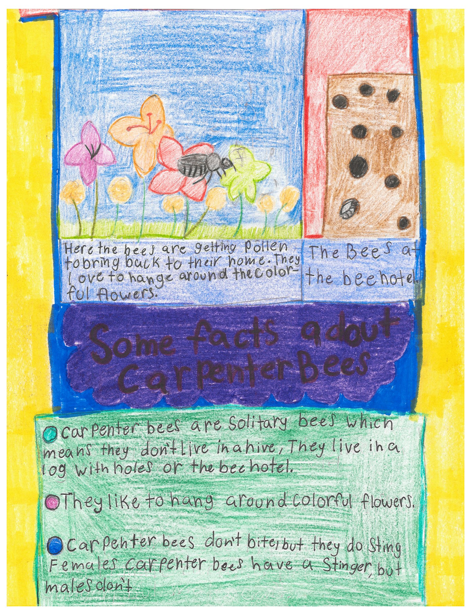 Colorful drawing about carpenter bees with facts and illustrations of flowers and bees, outlined in blue and yellow.