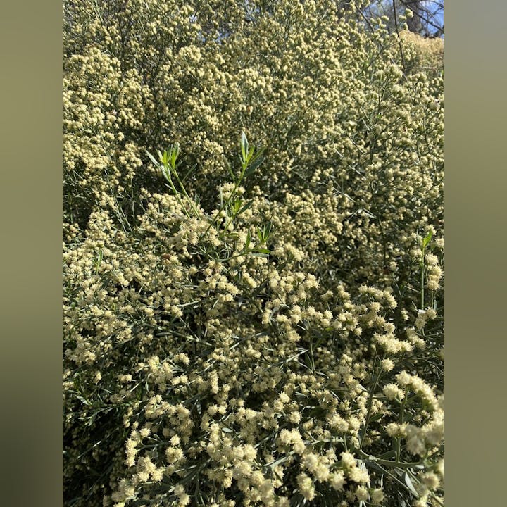 Dense cluster of small, light-colored flowers with green foliage.