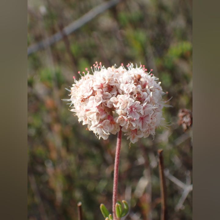 Close-up of a cluster of small, white flowers with pink tips on a plant stem, against a blurred natural background.