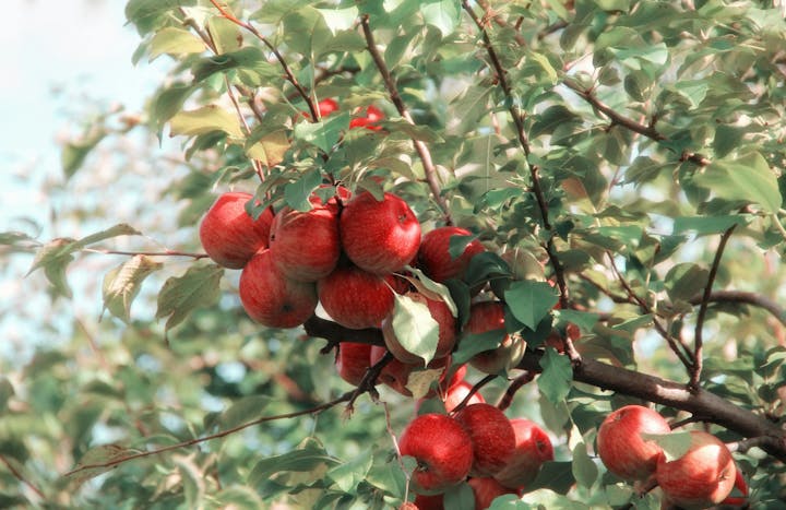 A cluster of bright red apples hanging from a tree branch amidst green leaves.