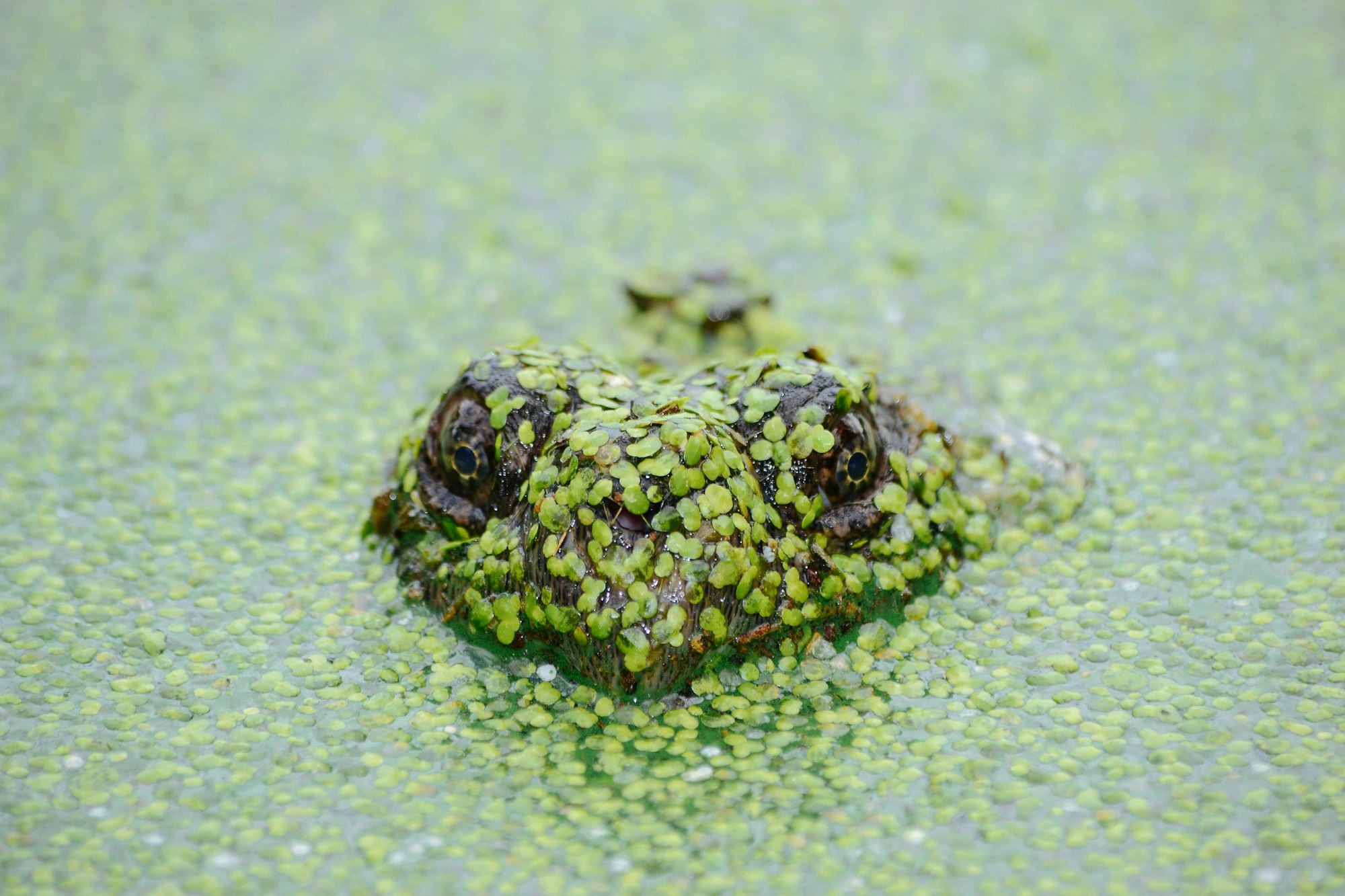 A frog partially submerged in water, covered in green water plants, with only its eyes and top visible.