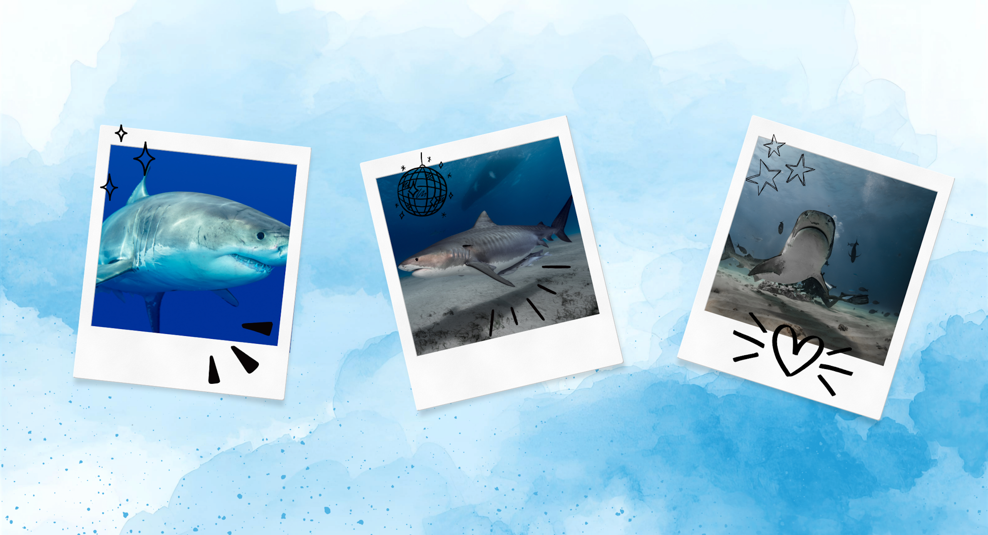 The image features three polaroid-style photos of different sharks, each embellished with playful graphics on a blue background.