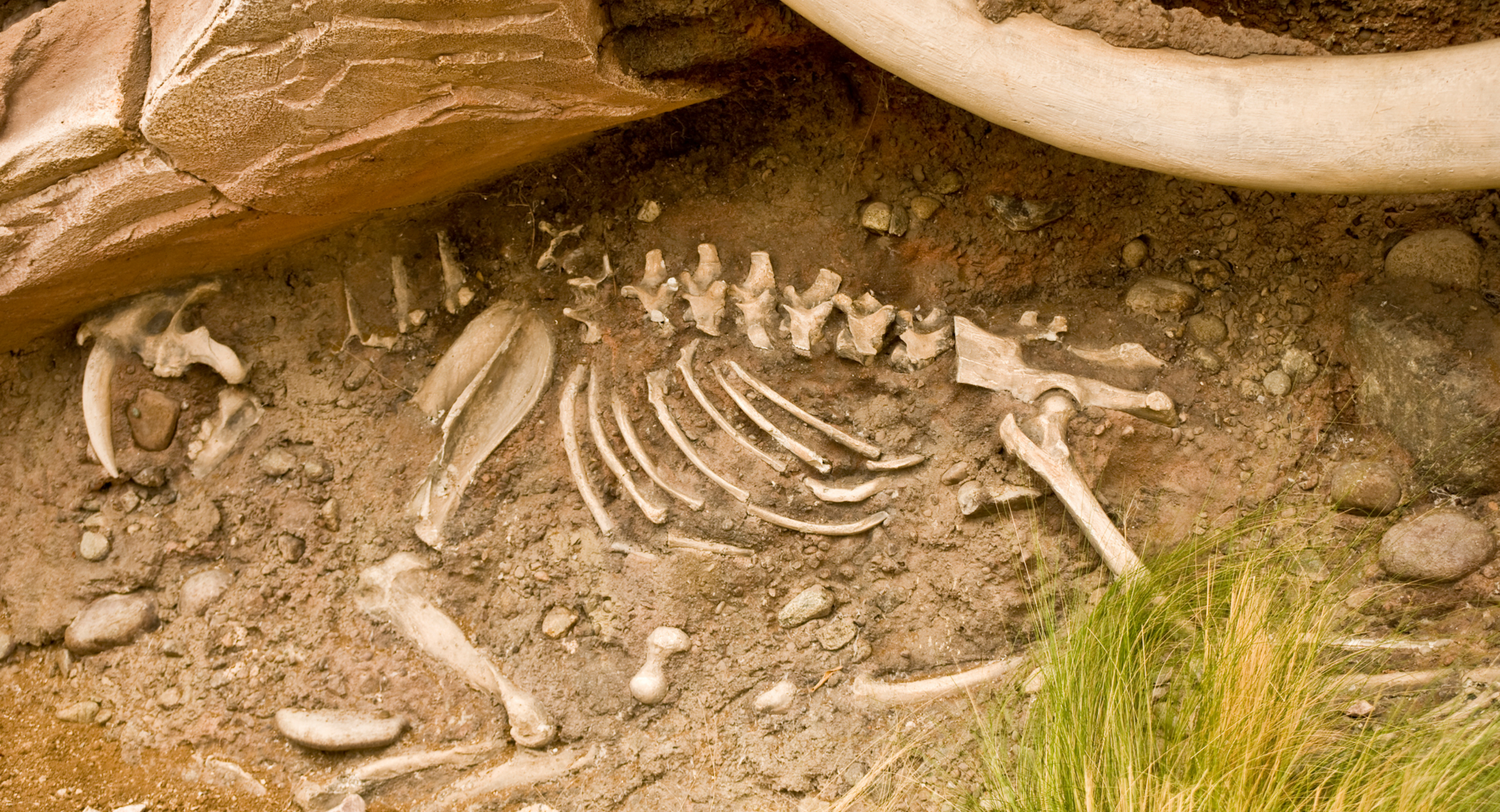 The image shows a partial fossil skeleton embedded in the ground, with visible bones and a surrounding earthy environment.