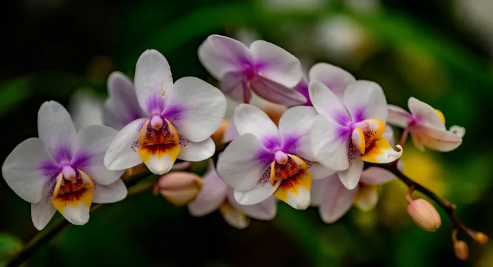 The image features a close-up of beautiful white orchids with purple and yellow accents, set against a blurred green background.
