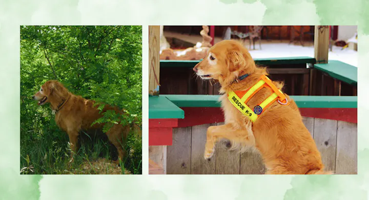 The image shows two scenes featuring a golden retriever: one in a natural setting and another wearing a rescue harness.