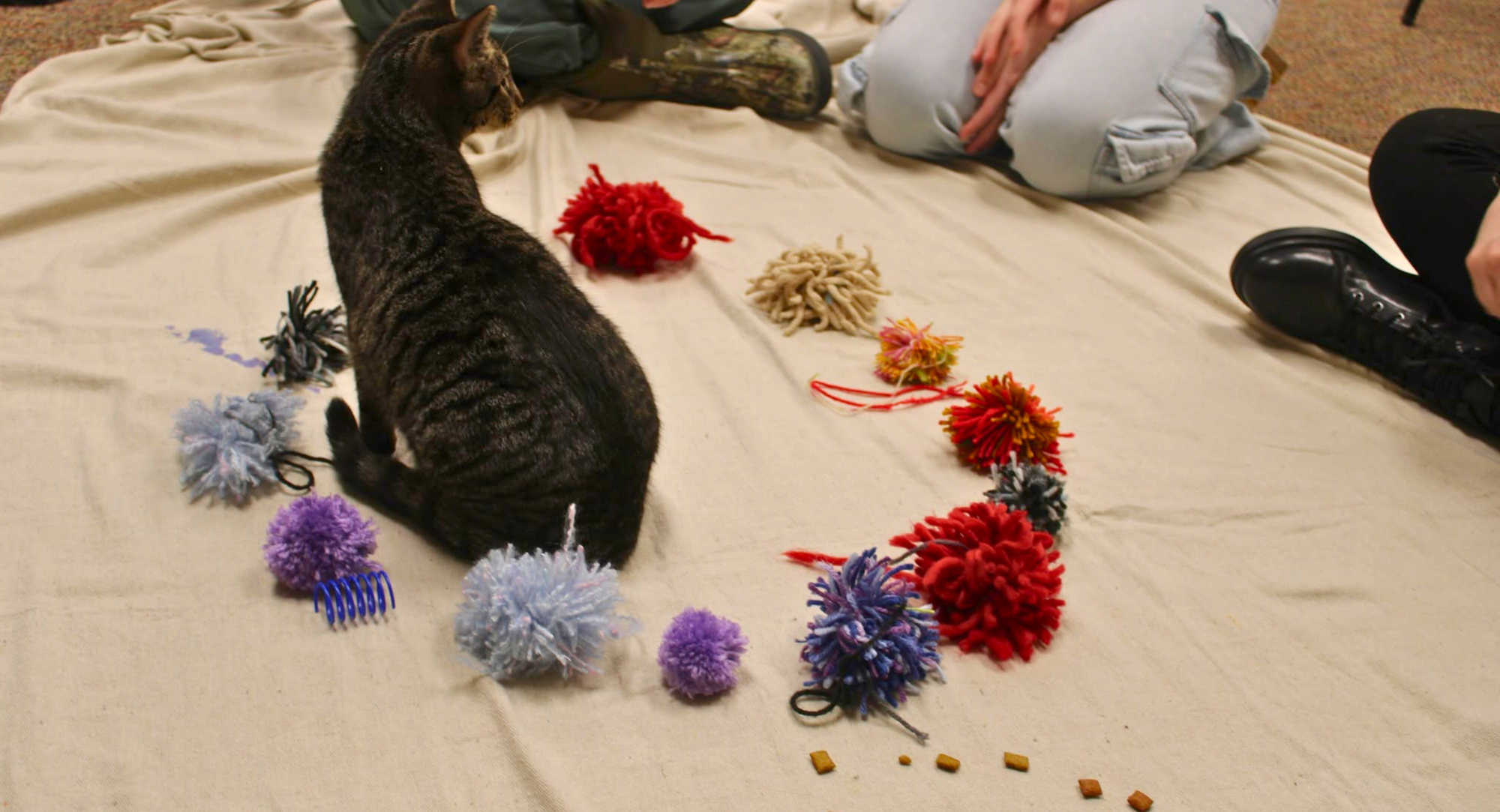 A cat sits near colorful pom-pom toys and some treats on a blanket, with people sitting nearby, engaged in playful activity.