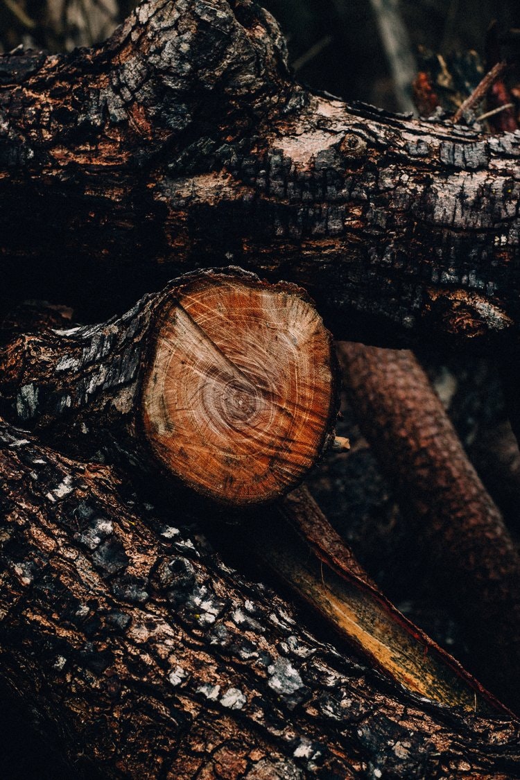 Close-up of cut tree logs with visible rings and textured bark.