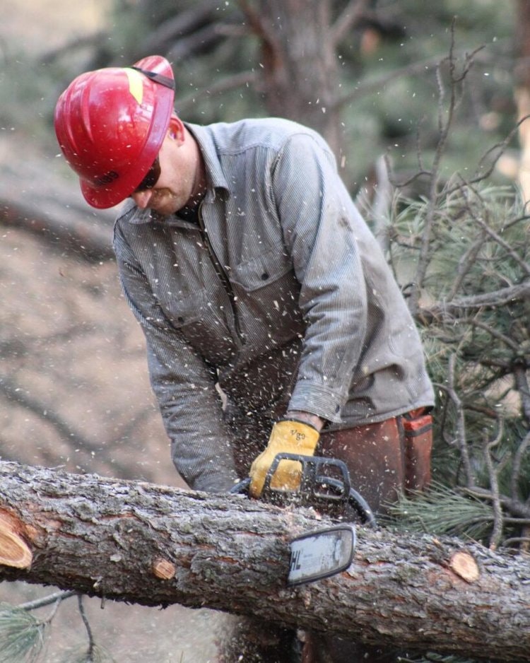 A worker in a hard hat using a chainsaw on a tree trunk.