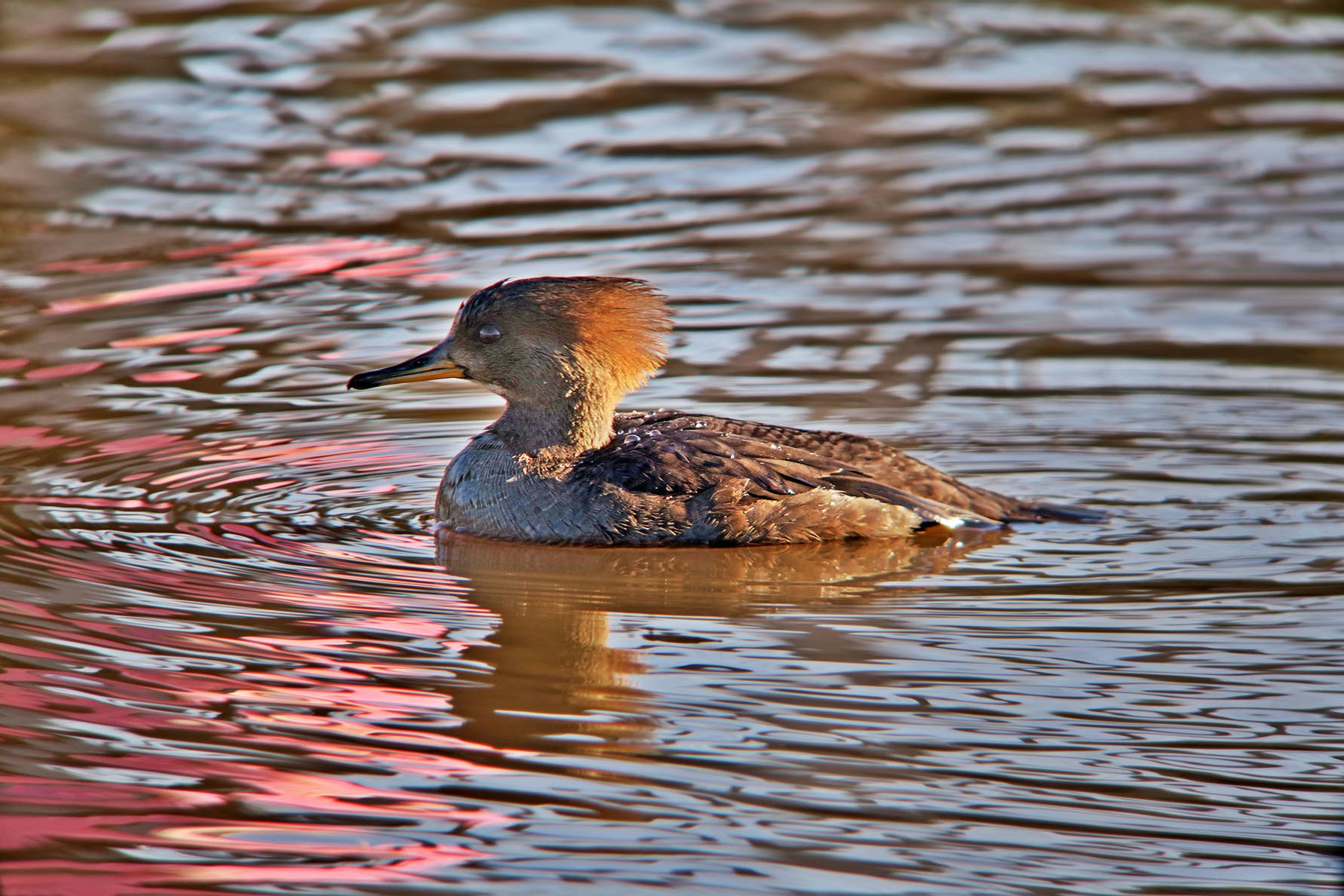 May contain: bird, animal, waterfowl, outdoors, and water
