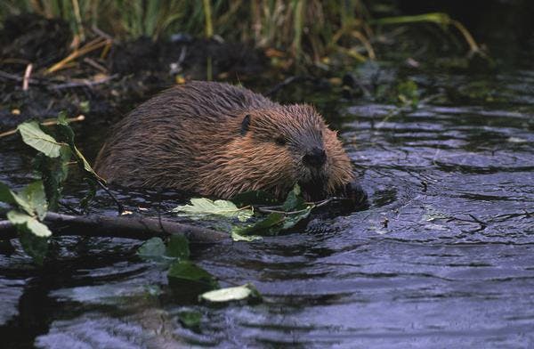 A beaver is swimming in water, surrounded by leaves and vegetation, showcasing its natural habitat.