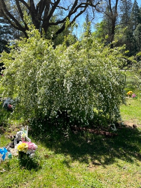 A lush flowering bush in a garden with colorful flowers and greenery under a clear blue sky.