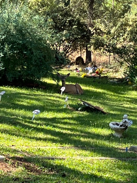 A deer is grazing in a grassy area surrounded by trees and various garden ornaments.