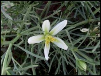A white flower with green foliage.