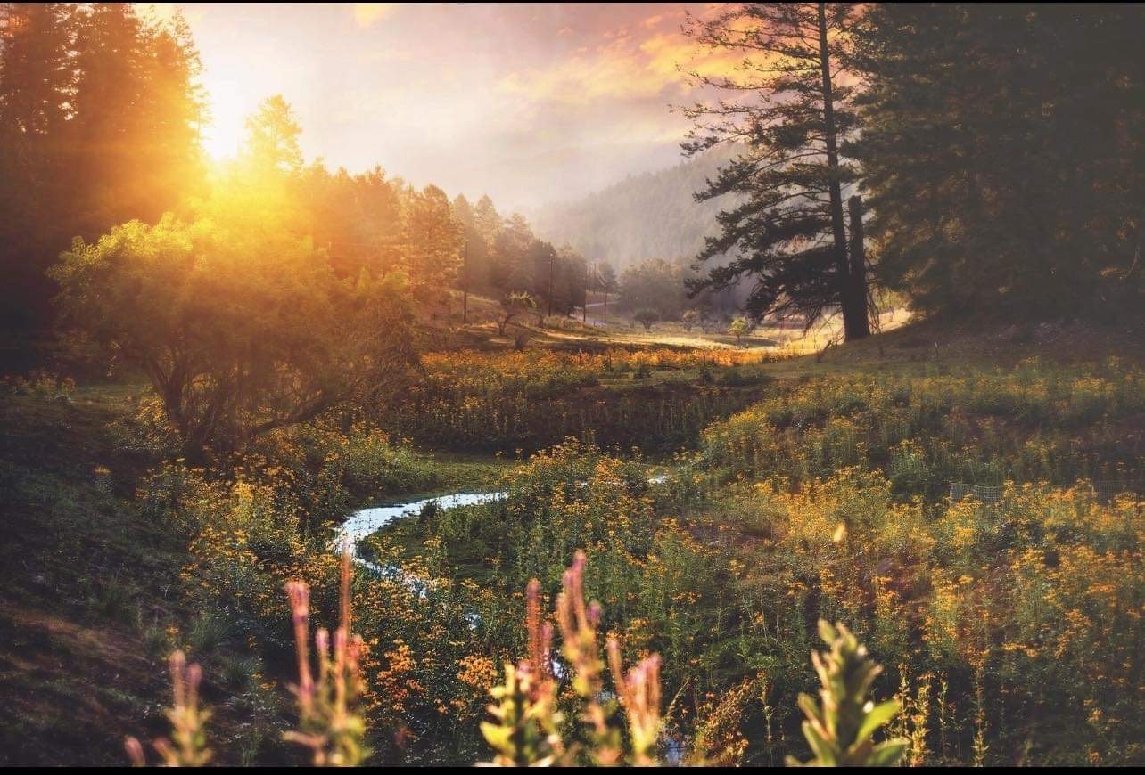 A serene landscape with trees, wildflowers, and a winding creek, bathed in golden sunrise light.