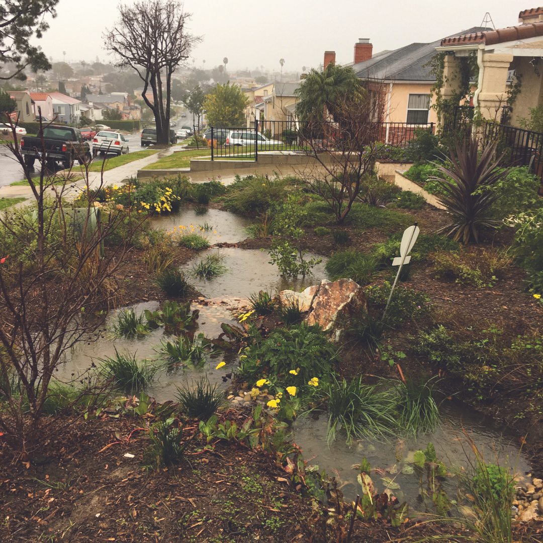 Rain-soaked garden with standing water, lush plants, residential backdrop.