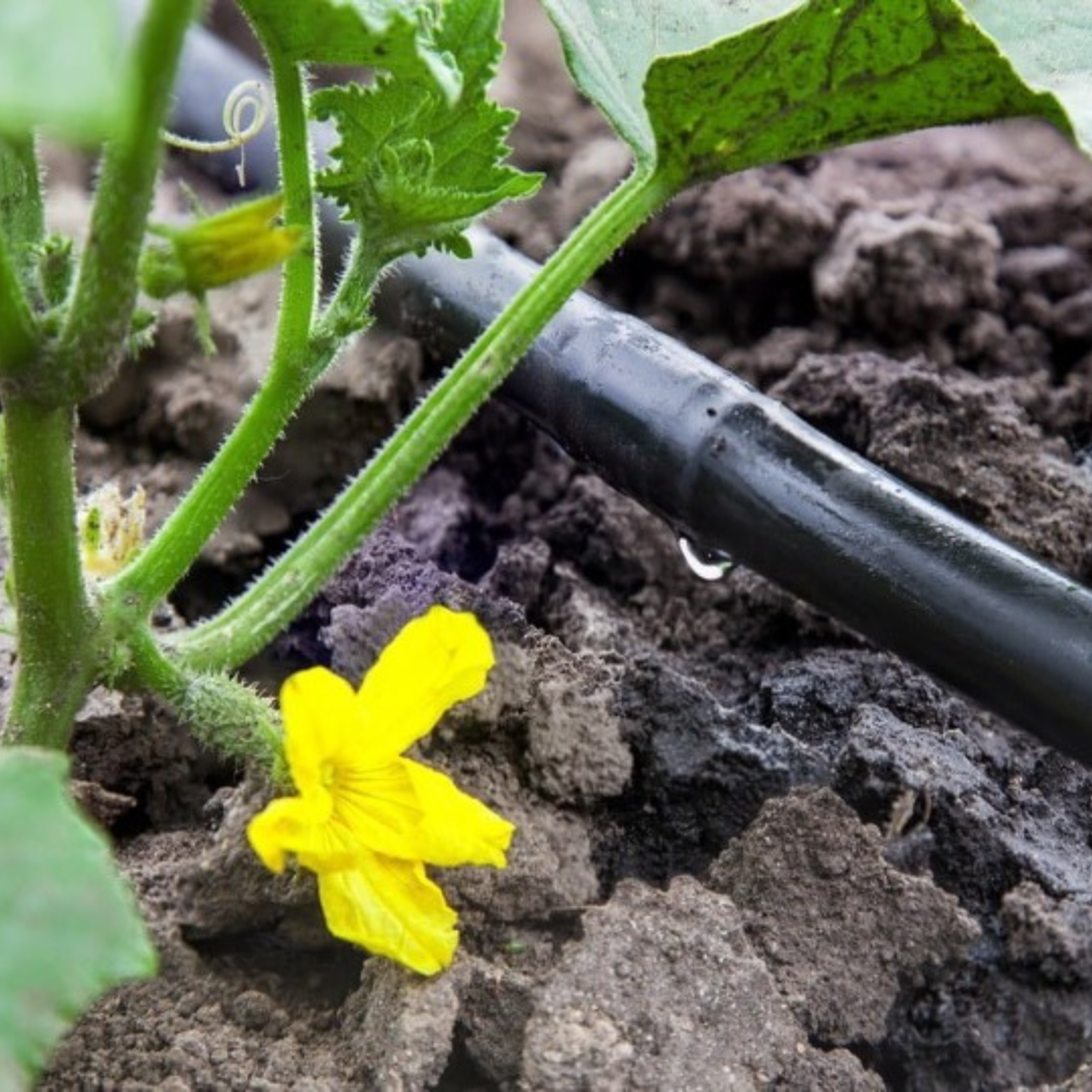 Cucumber plant with yellow flower near drip irrigation hose on soil.