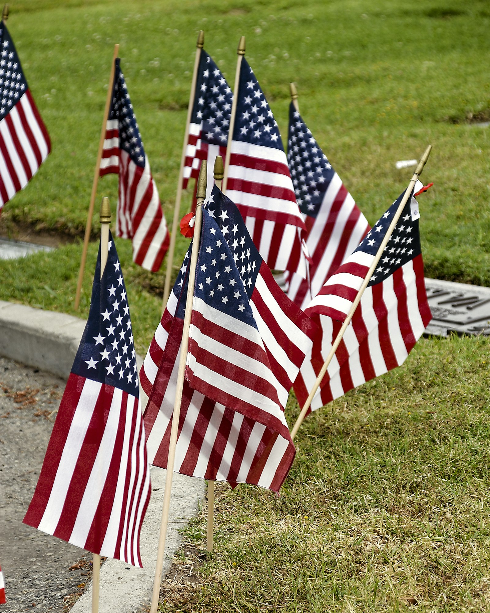 Multiple American flags planted in the ground, possibly for a patriotic holiday or event.