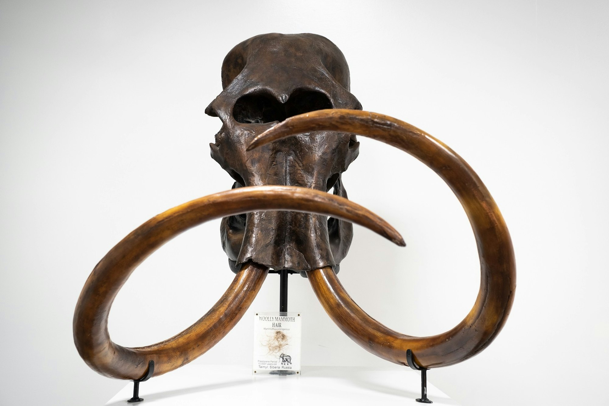 Fossilized woolly mammoth skull with large curved tusks on display.