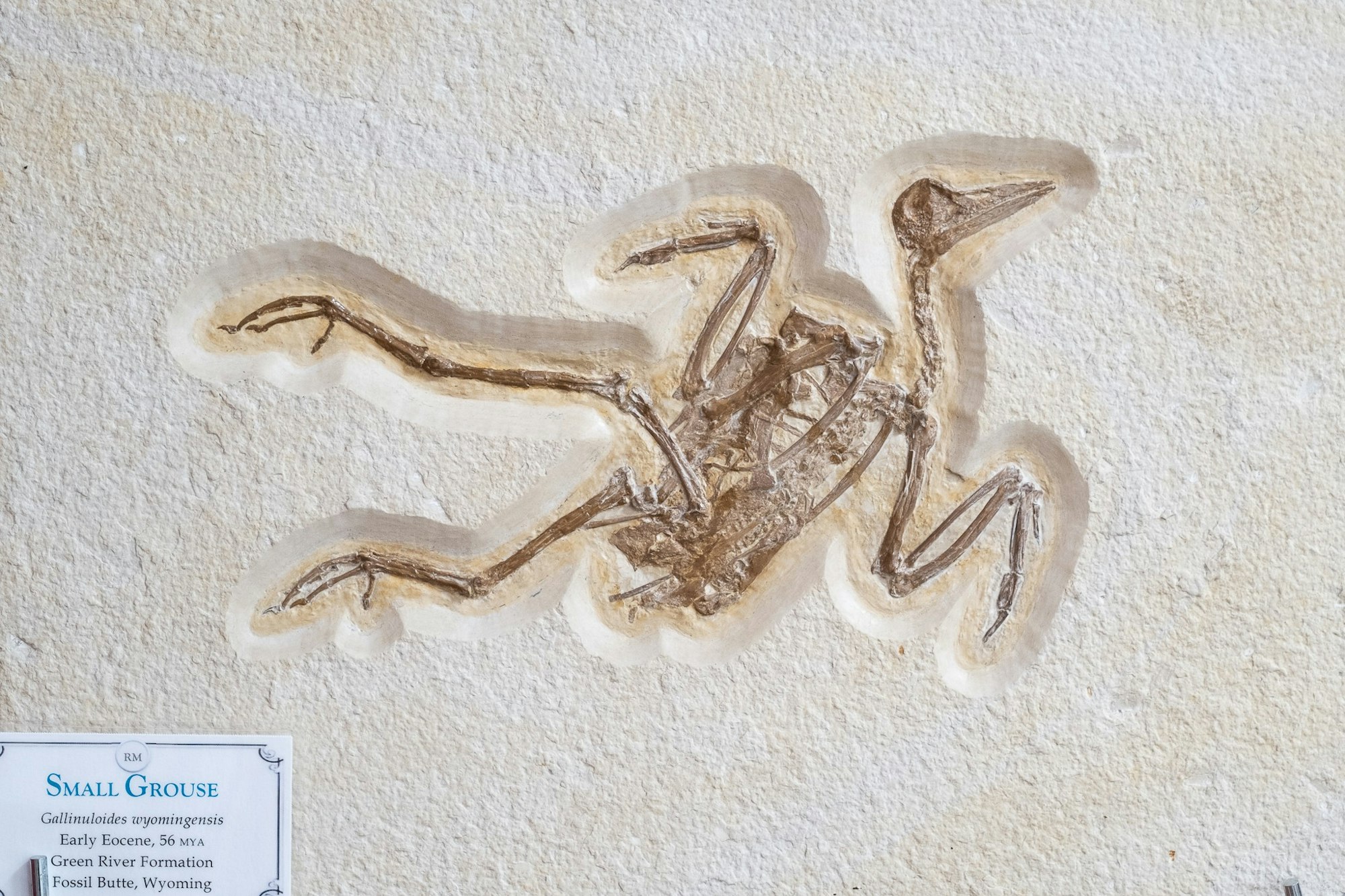 Fossil of a small bird-like creature labeled "Small Grouse" from the Early Eocene, found in Wyoming.