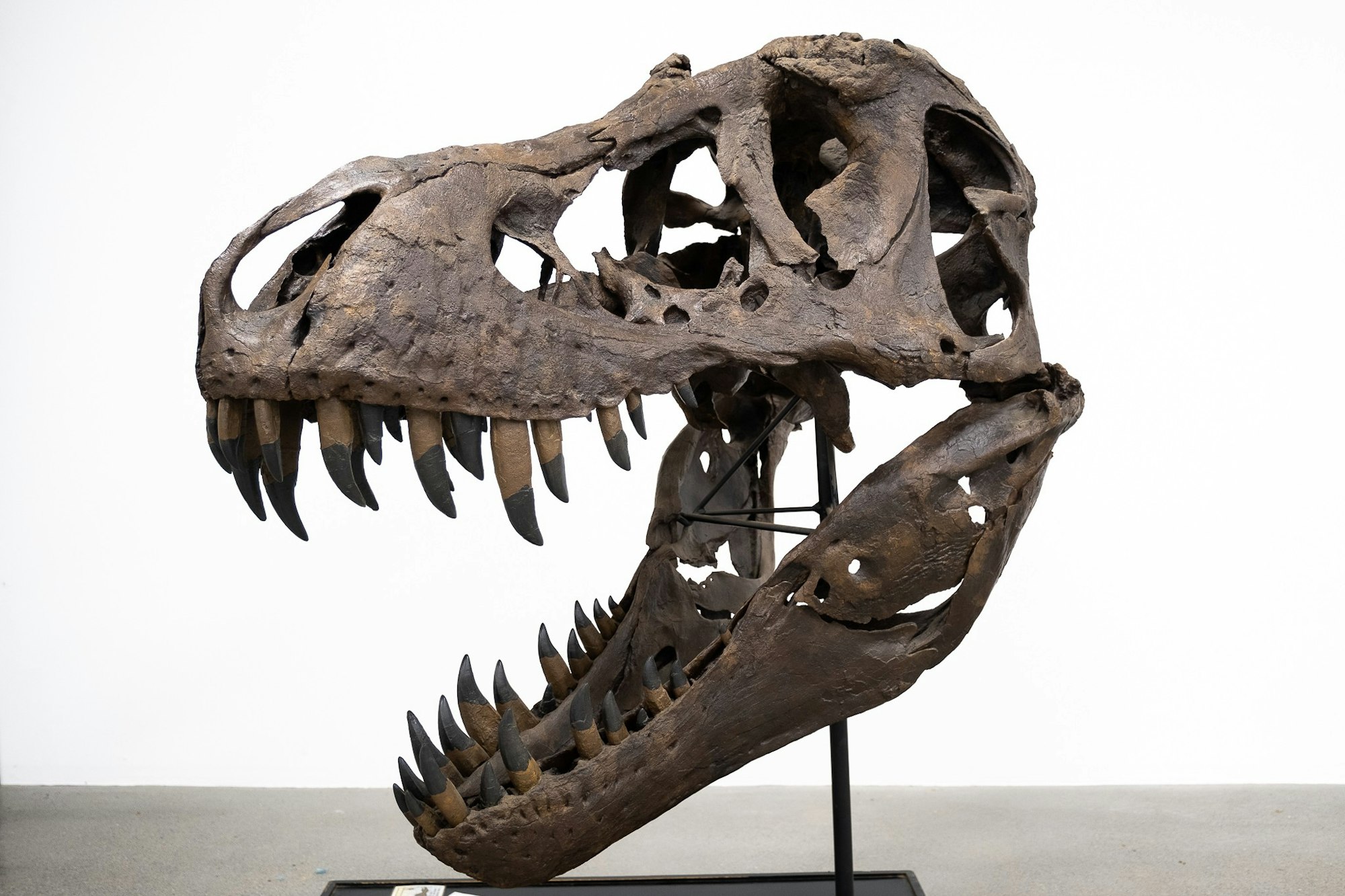 A dinosaur skull, likely that of a Tyrannosaurus rex, displayed against a white background.