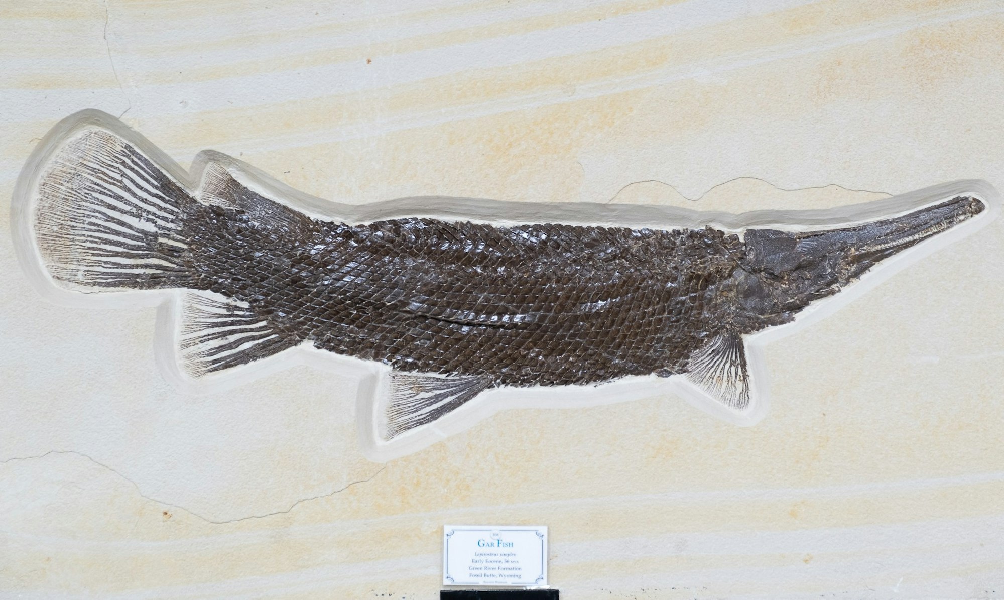 Fossil of a gar fish (Lepisosteus simplex) from the Early Eocene, Green River Formation, Wyoming.