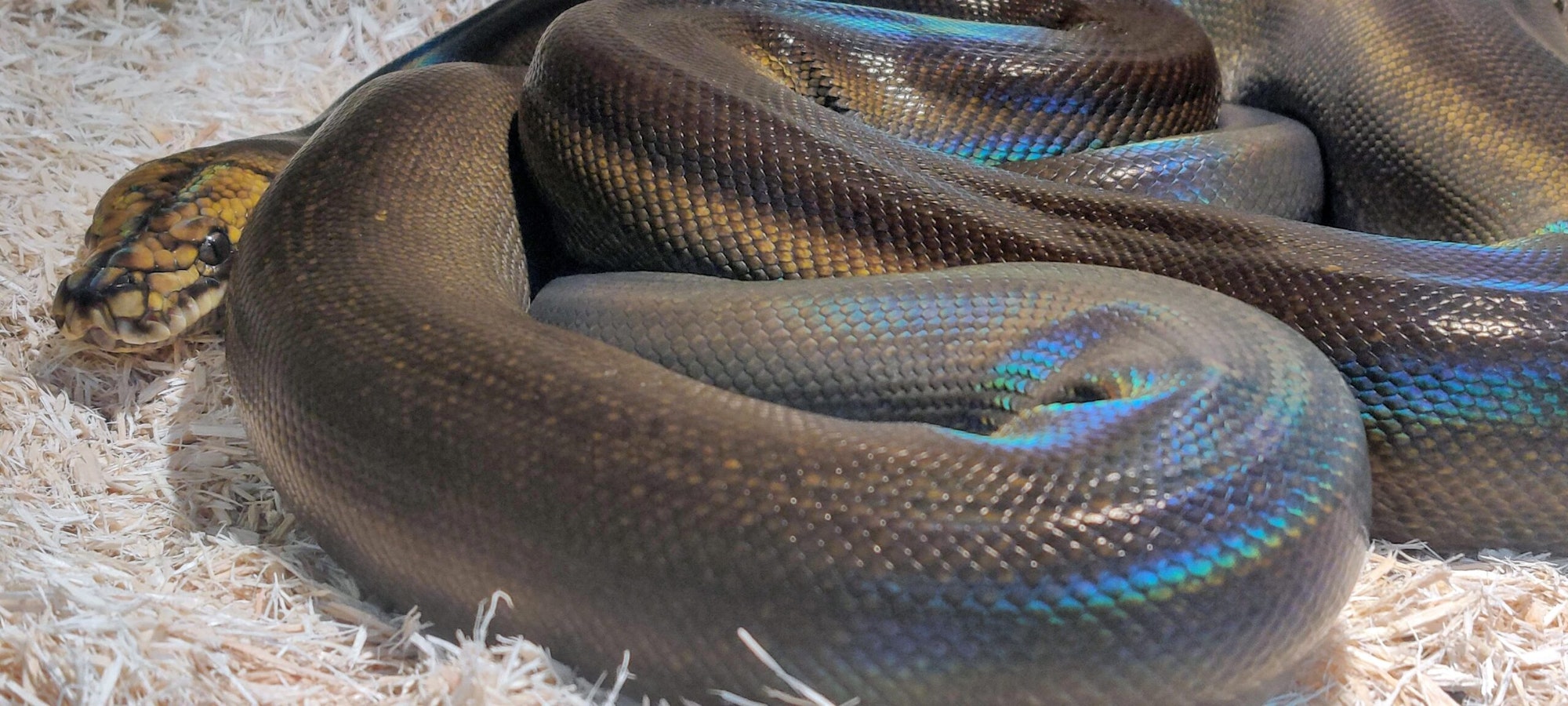 A rainbow python coiled on a bed of light-colored wood shavings.