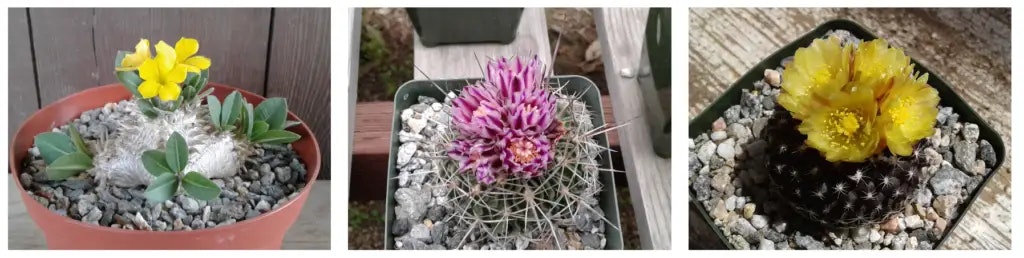 Three potted cacti with flowers: yellow on the left, purple in the center, and yellow on the right.