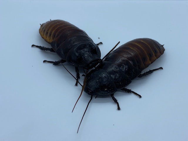 Two Madagascar hissing cockroaches on a plain white background.