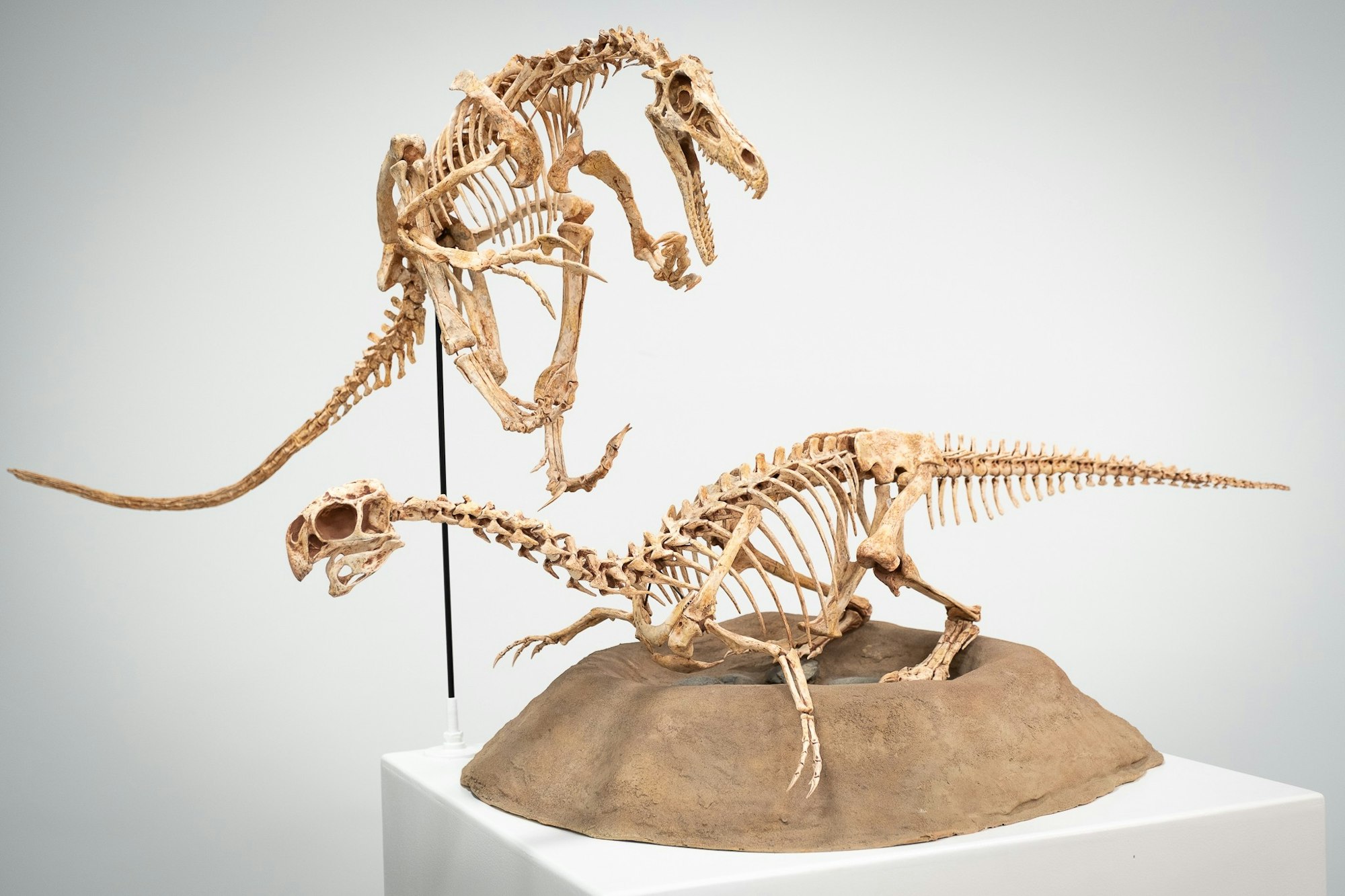 Two dinosaur skeletons in a dynamic display, one positioned above the other on a museum platform.