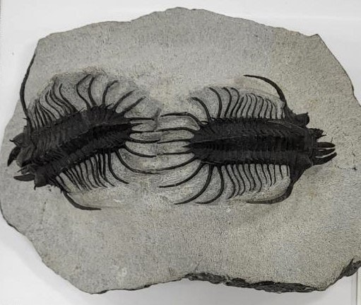 Fossil of two symmetrical trilobites embedded in rock.
