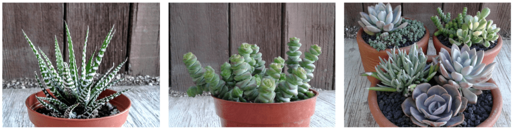 Three images of potted succulents on a wooden surface, each with different arrangements and types of succulents.