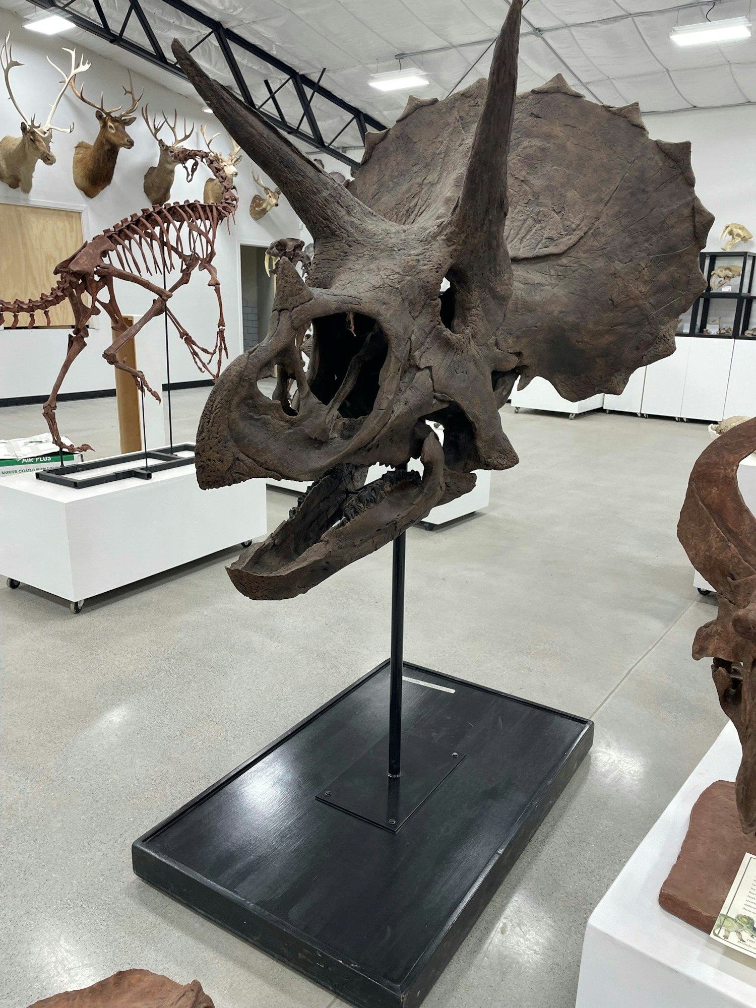 A Triceratops skeleton displayed in a museum with other animal exhibits in the background.