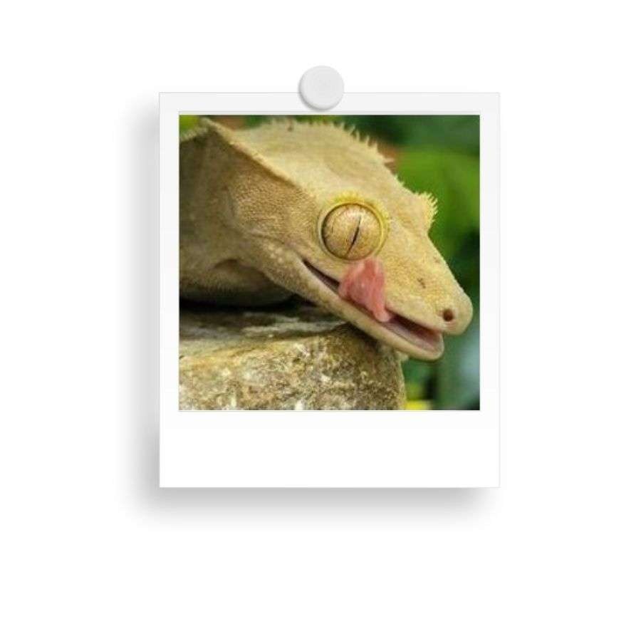 A gecko licking its eye while resting on a rock.