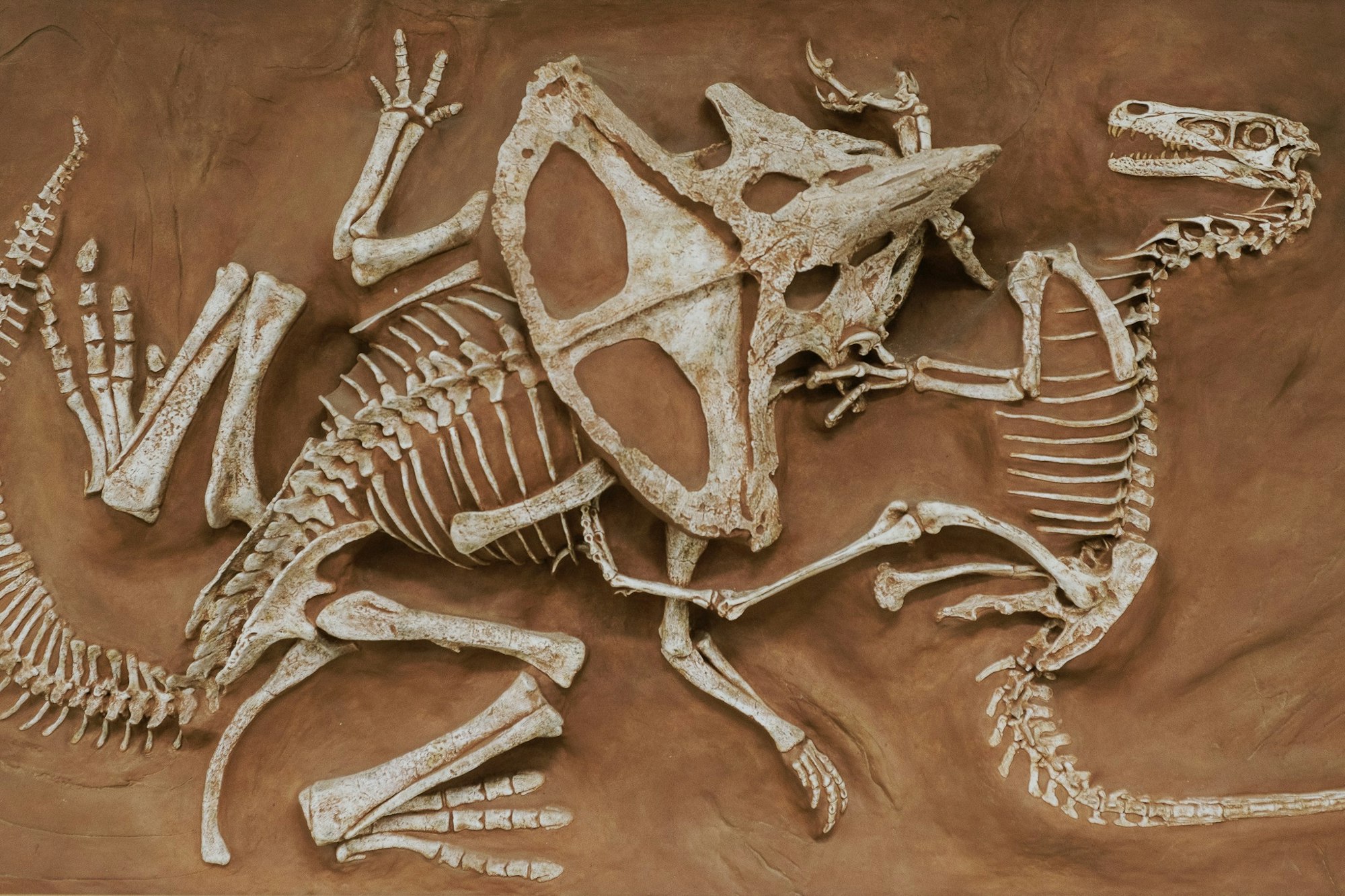 Fossilized dinosaur skeletons appear locked in battle, preserved in a rocky matrix.