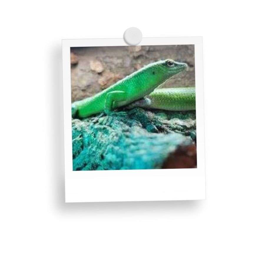 A green lizard on a textured surface, framed in a photo format with a pin at the top.