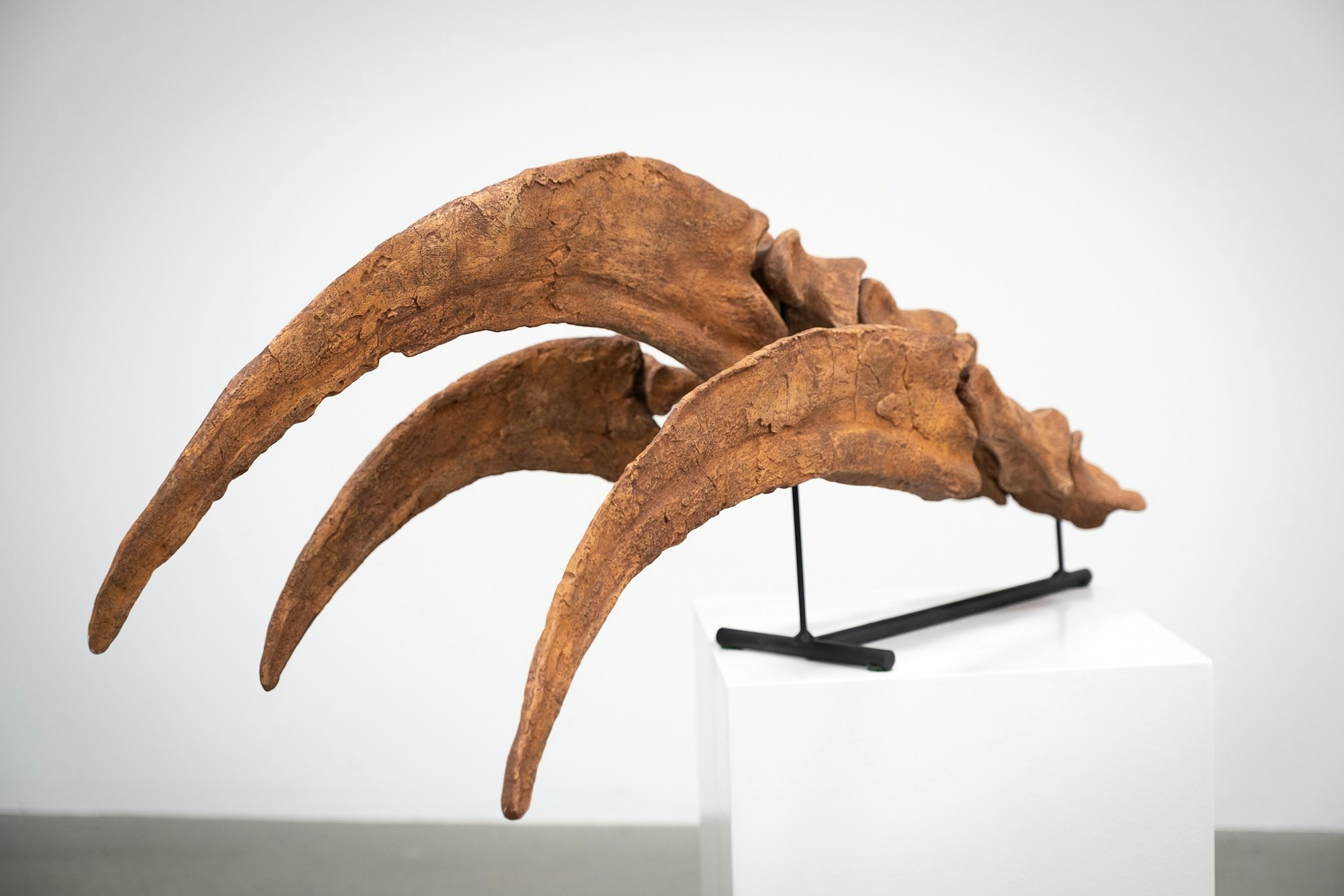 A display of large, curved fossilized dinosaur claws on a stand in a gallery setting.