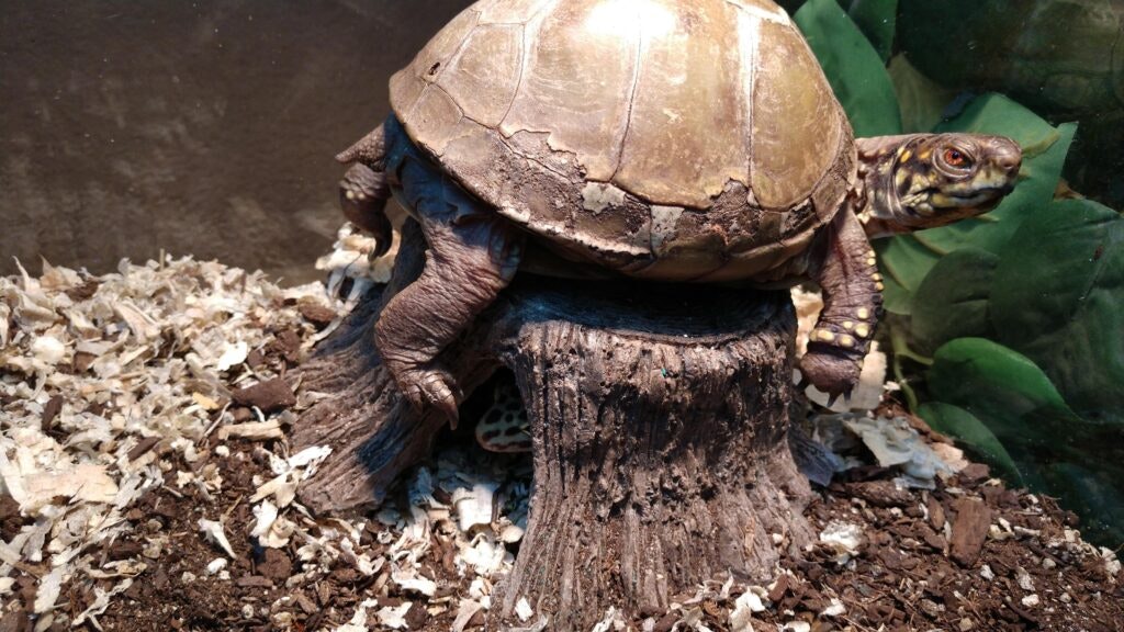 A turtle perched on a tree stump surrounded by soil and leaves in an enclosure.