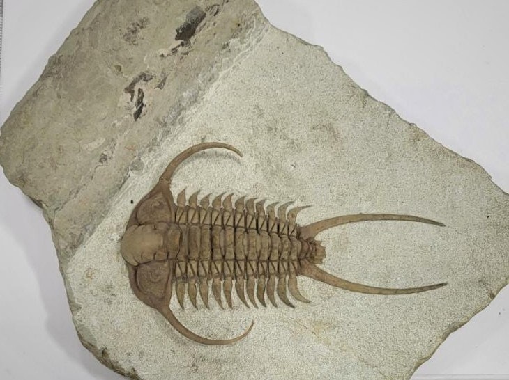 A trilobite fossil embedded in a rock slab, showing its segmented body and long spines.